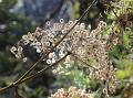 Nepal Hogweed